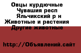 Овцы курдючные - Чувашия респ., Яльчикский р-н Животные и растения » Другие животные   